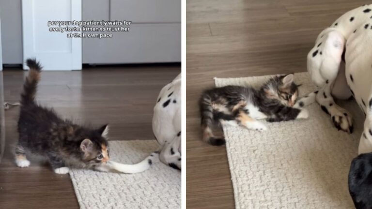 Rescue Kitten’s Growing Trust in Dog Has the Internet Melting