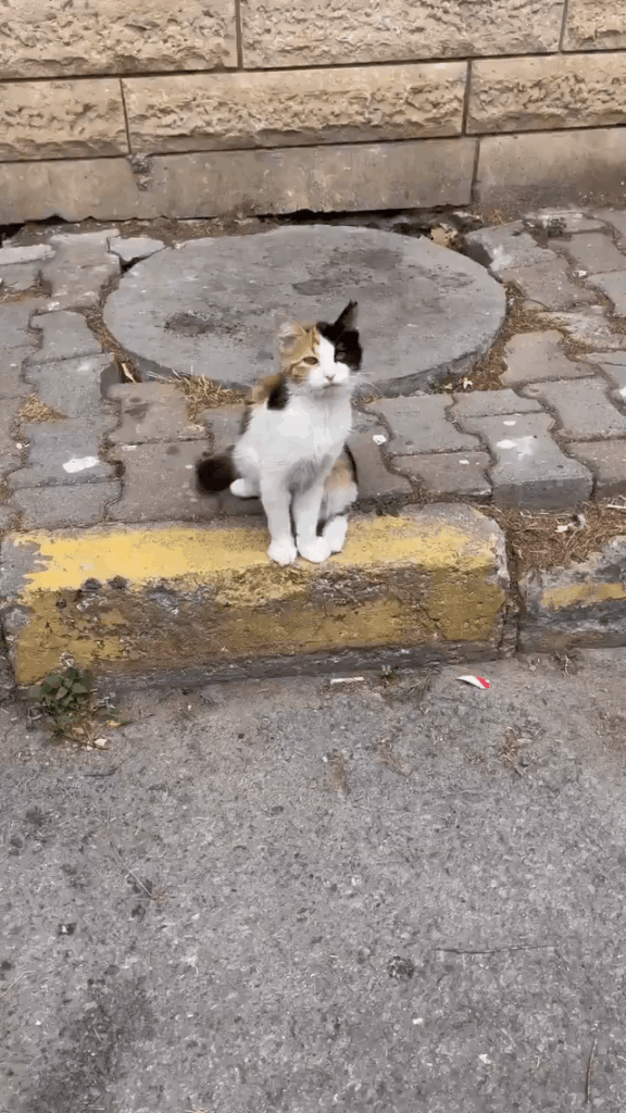Normalise adopting stray cats