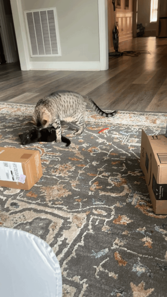 Are my cat and new(ish) kitten playing too rough?