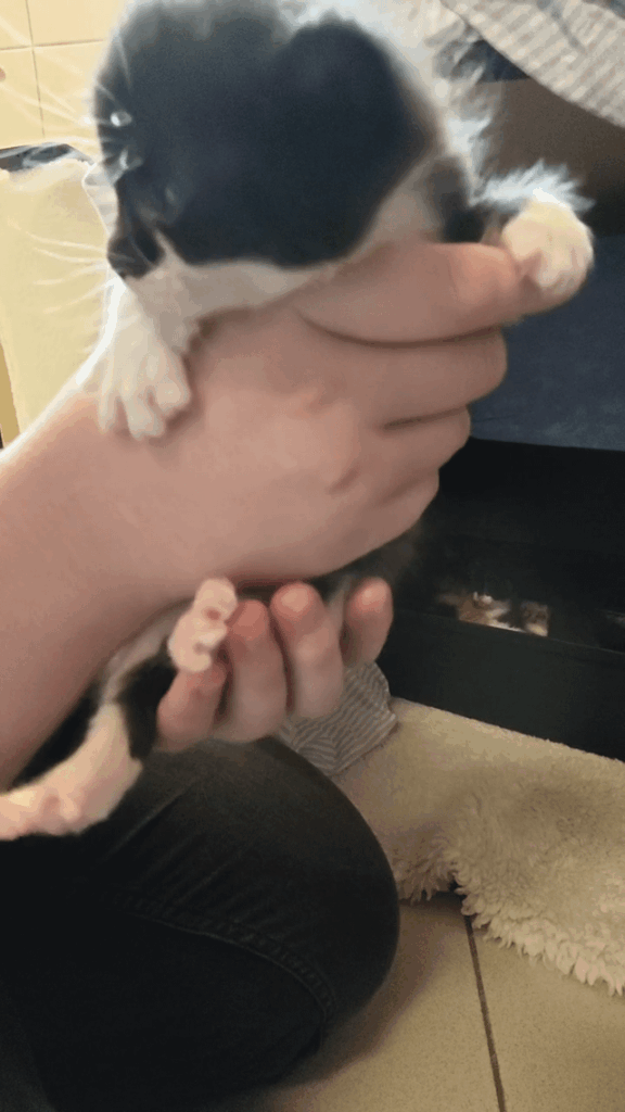 Tiny perpetrator trying to explain himself
