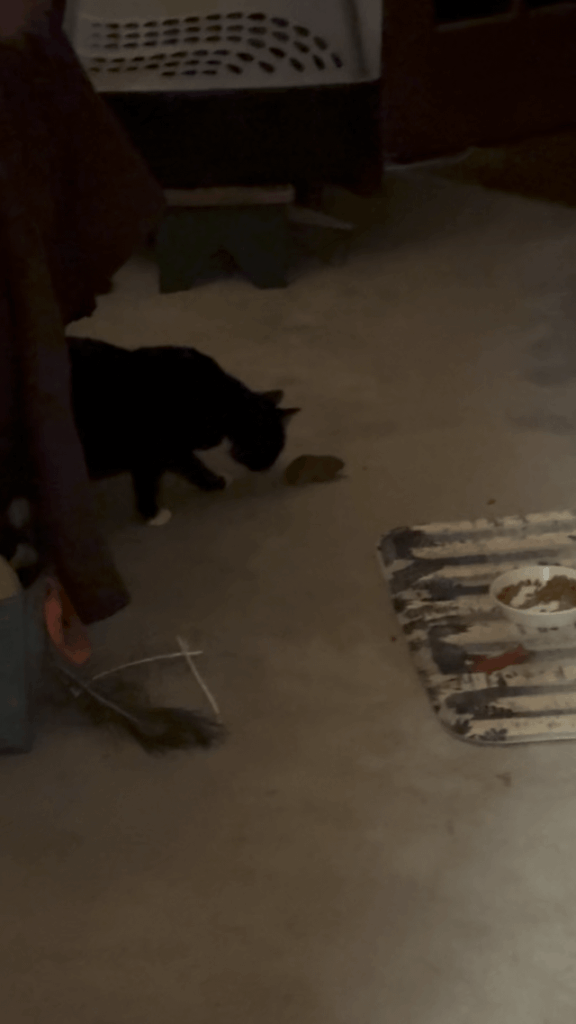 Cat doesn’t hunt
