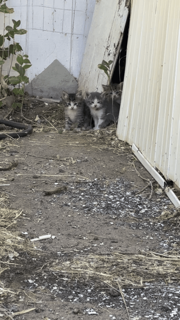 Criminally smol squatters under my house!!