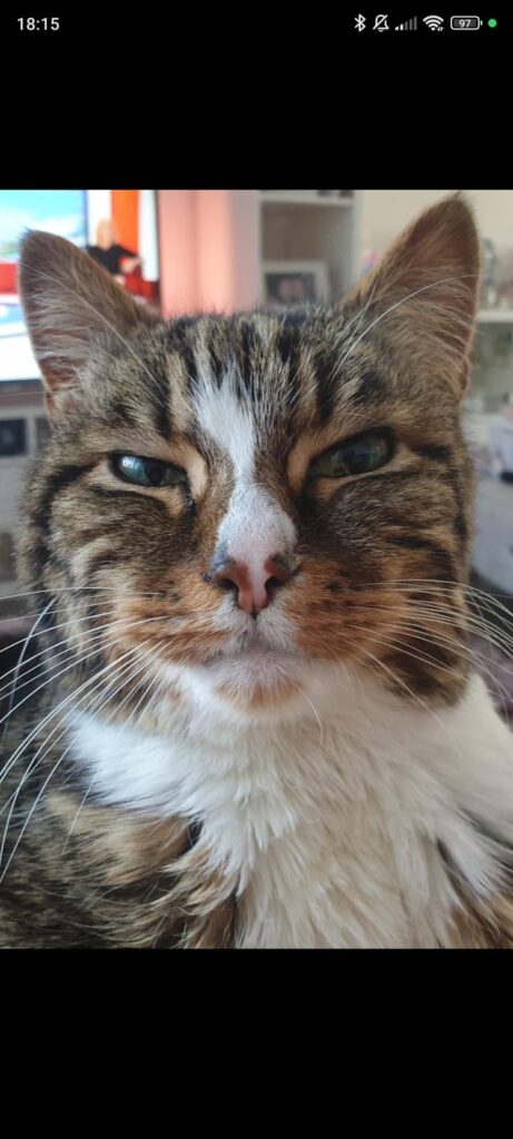 Our cat was put to sleep today – tribute to Mr pickles