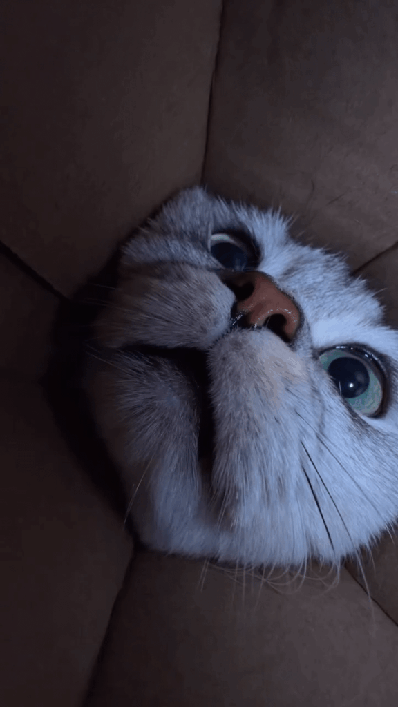 Pov: The Last Pringles