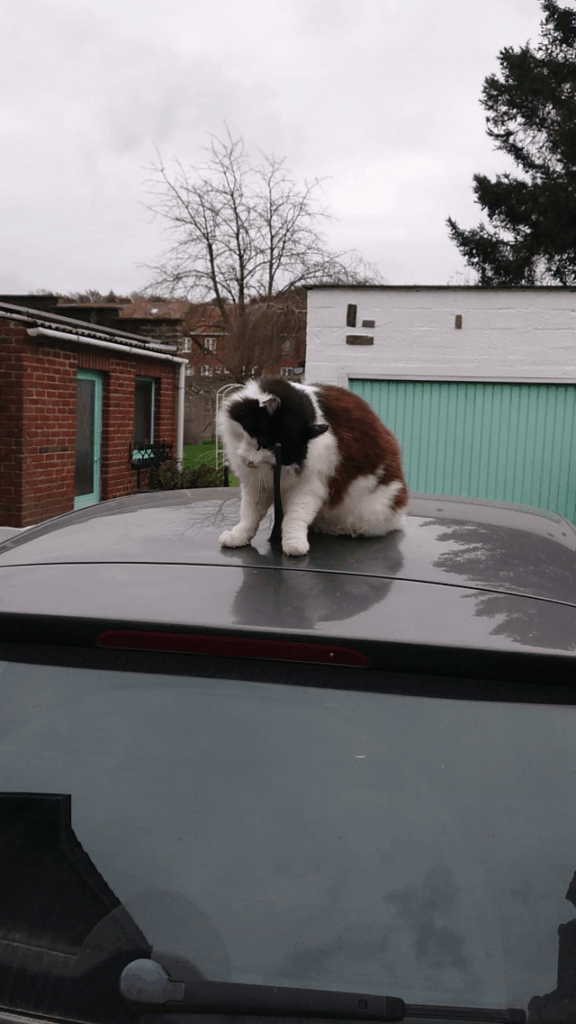 I do not own a cat