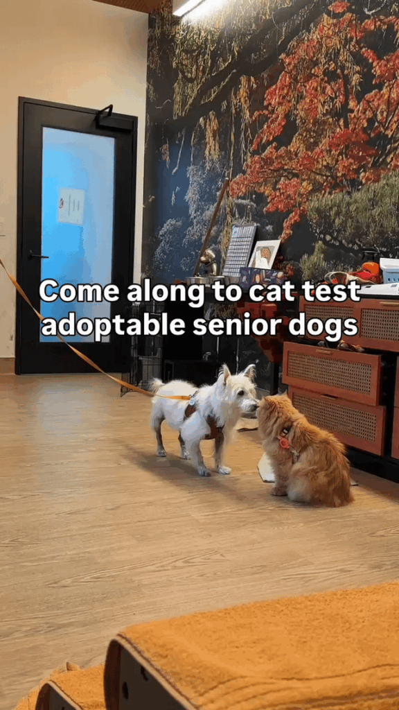 Meet Mustache, the senior dog cat-tester, a true volunteer, he’s the