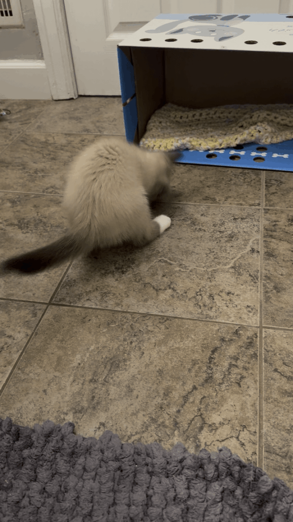 My new son is an acrobat. And a complete doofus.