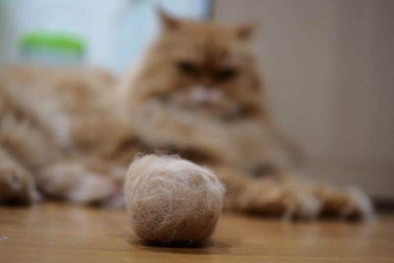 The Surprisingly Simple Ways to Help a Cat With Hairballs