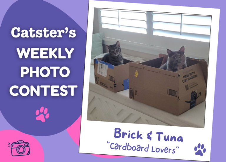 Catster’s Weekly Photo Contest Winners: Cardboard Lovers (June 22,