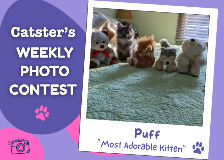 Catster’s Weekly Photo Contest Winners: Most Adorable Kitten (June 8,