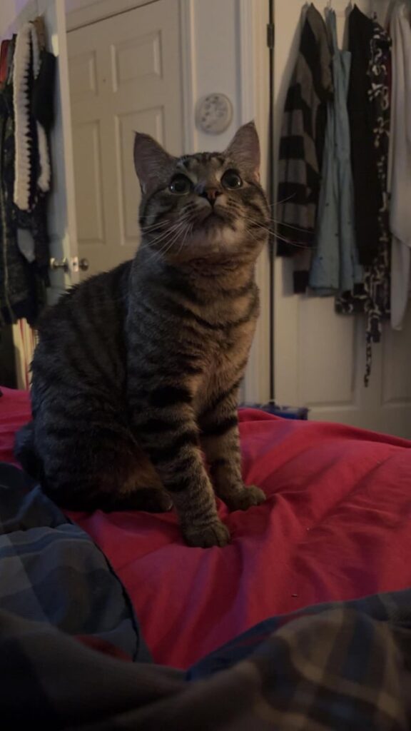 My male cat dislikes me, how to bond?