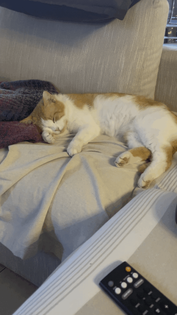 Il mio gatto ha gli spasmi quando dorme