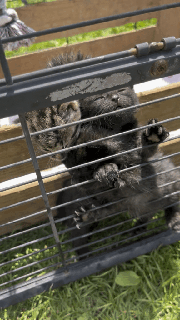 Will they pull off the tiniest ever prison break?!