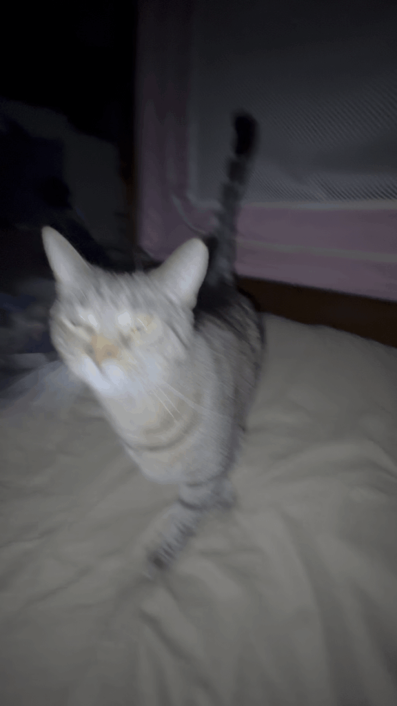Why is my cat constantly meowing?