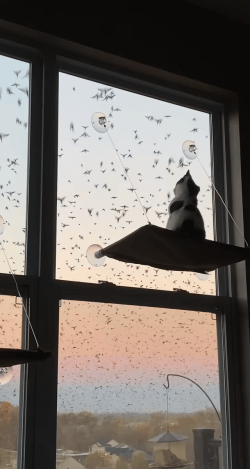 This is one of the most beautiful sights a cat can see in its life.