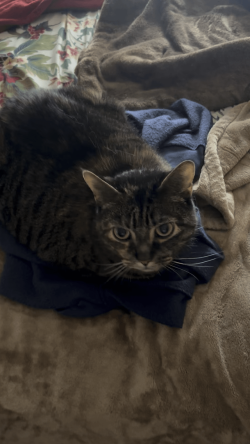 A Perfectly Baked Loaf
