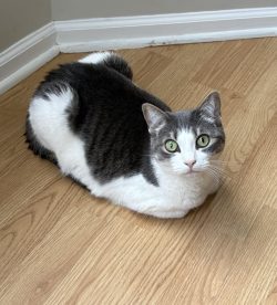 Loaf waiting for lunch