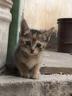 Saw this cute and smol kitten down the street