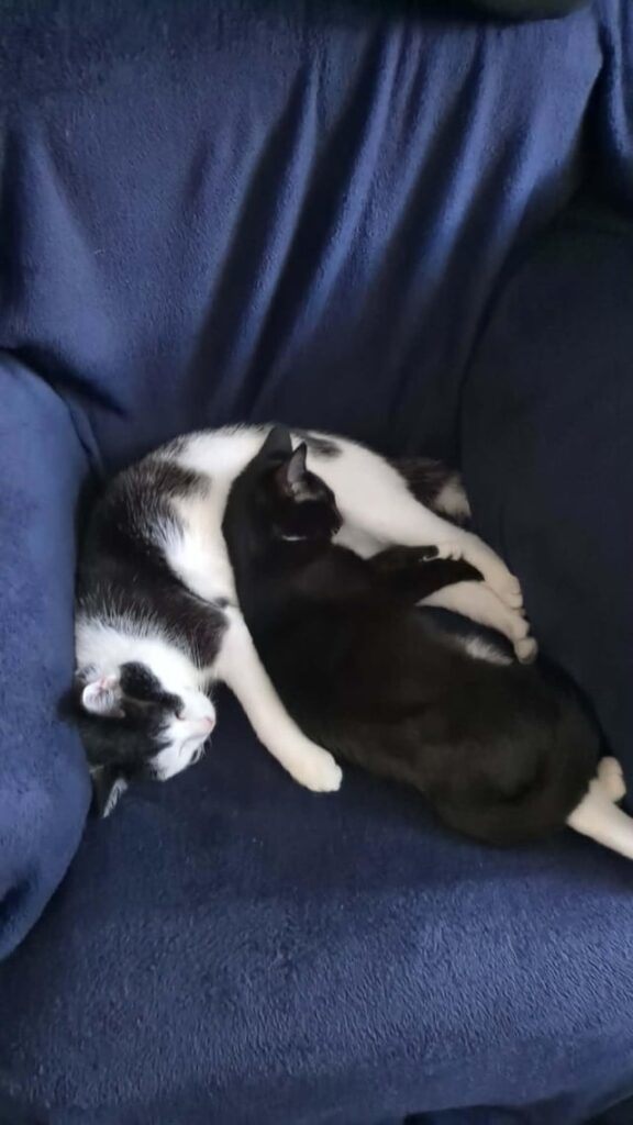 Came in the room to this. Love how bonded they are!