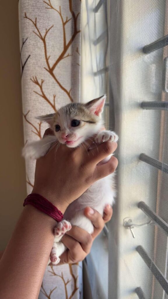 Bro is just smol