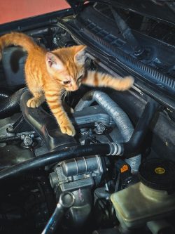 Assistant Mechanic