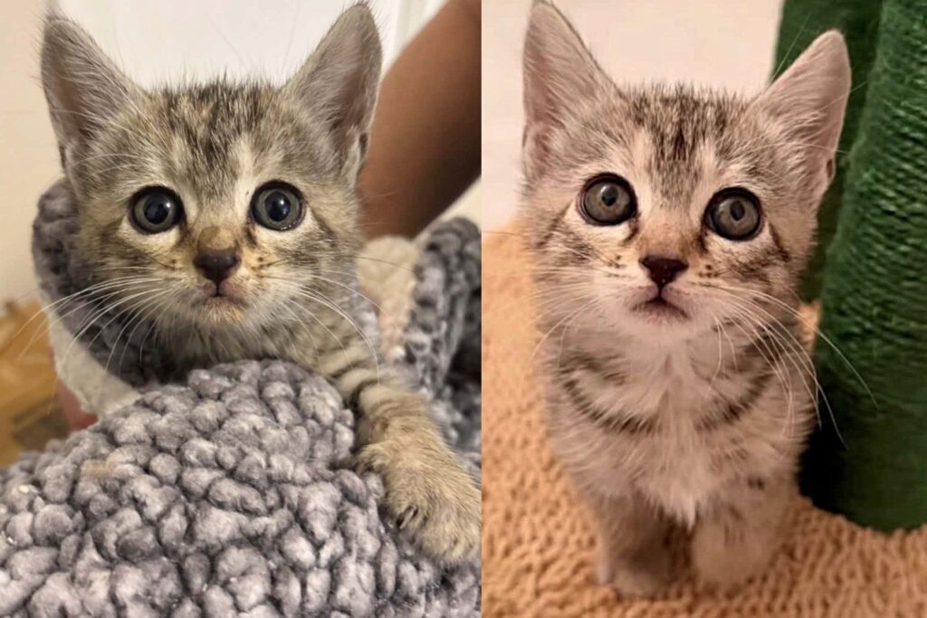 Kitten Trapped in a Storm Drain for Days Finds Safety in a Rescuer’s