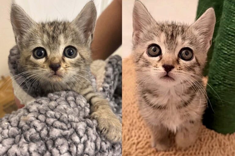 Kitten Trapped in a Storm Drain for Days Finds Safety in a Rescuer’s