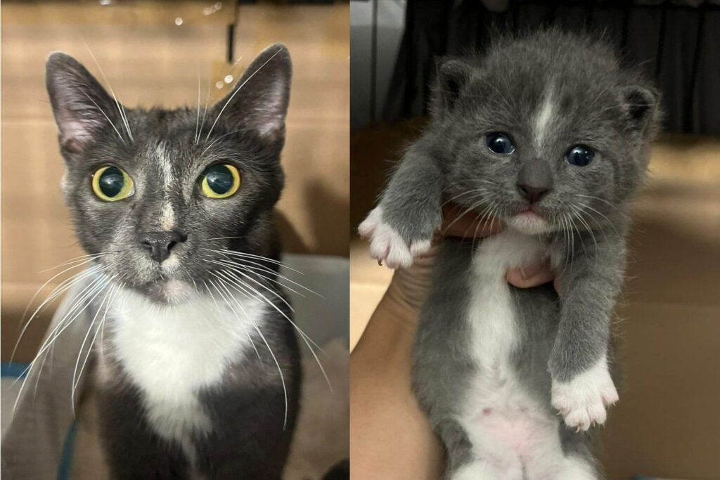 Young Mama Cat Found in a Basement Walks Right Into the Arms of the
