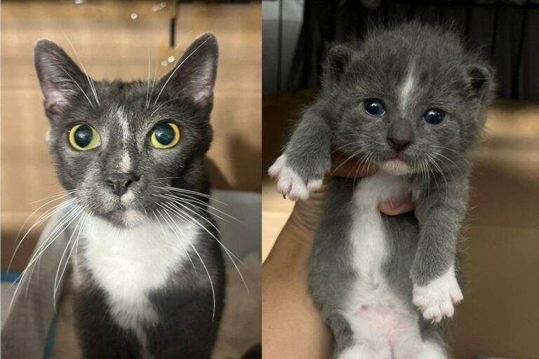 Young Mama Cat Found in a Basement Walks Right Into the Arms of the