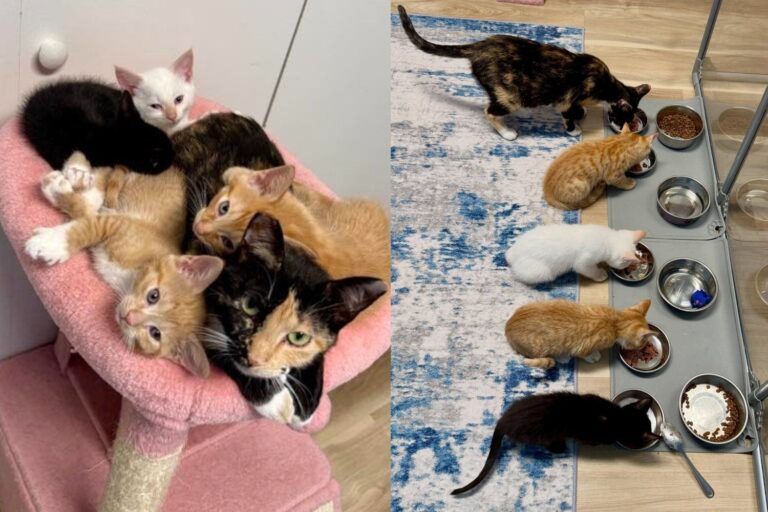 Stray Cat with a Surprise Litter Raised Every Kitten with All She