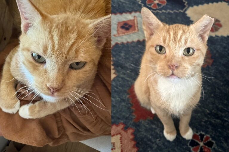 Rescued Orange Cat Leaves His Rough Days Behind, Turns Out to Be the
