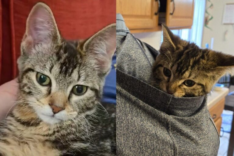 Kitten Who Couldn’t Stand on Her Own Arrived at Foster Care and