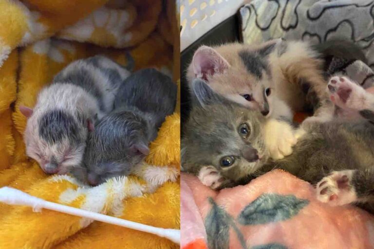 Kittens Spotted on a Family’s Doorstep as Newborns Stick Together and
