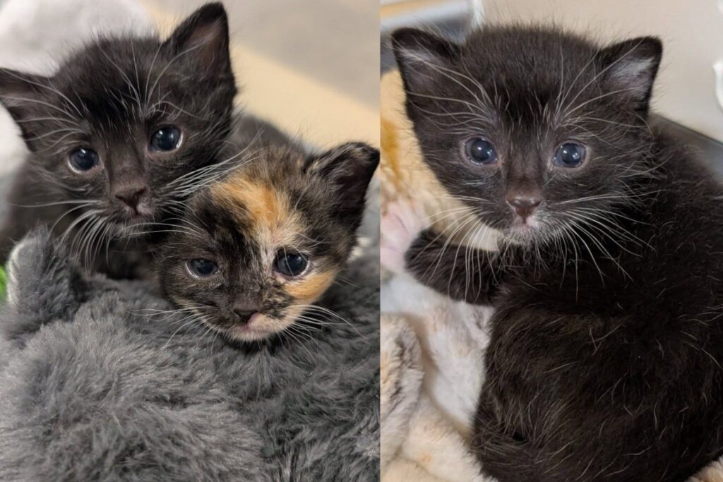 Two Kittens Found Hidden Inside a Cabinet Lost Their Mom, but They