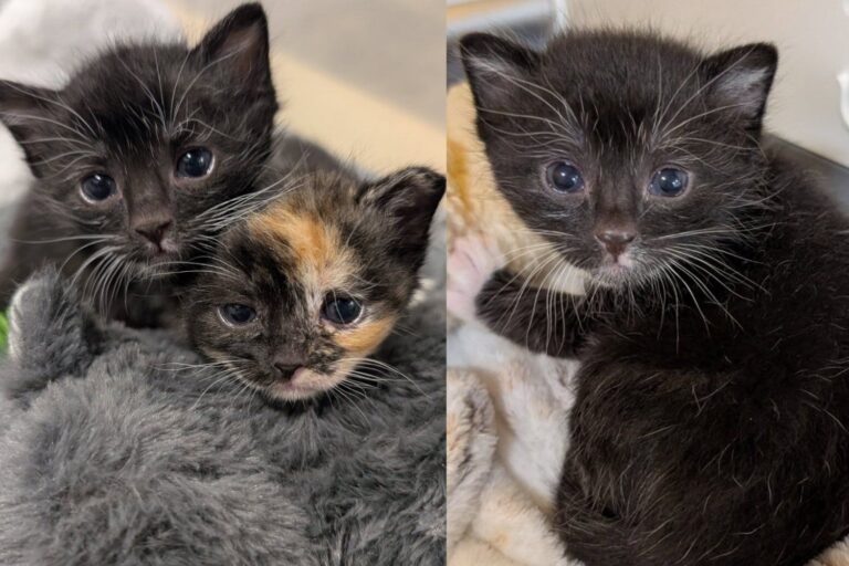Two Kittens Found Hidden Inside a Cabinet Lost Their Mom, but They