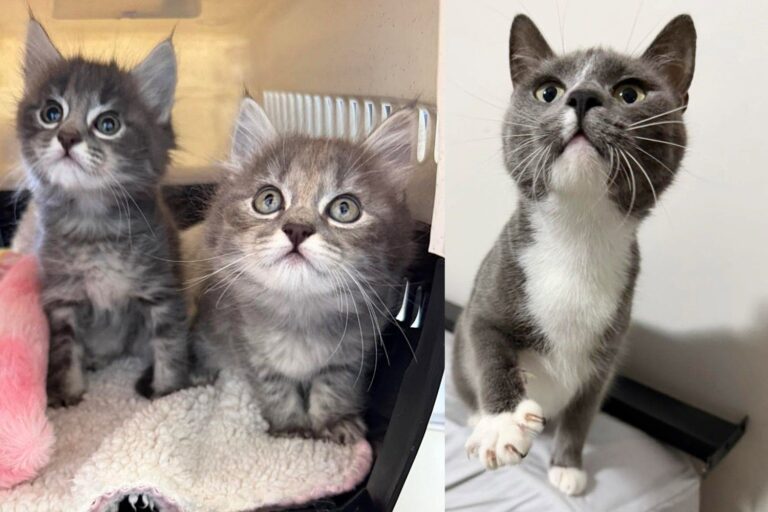 They Took in a Cat and Ended Up Saving 3 Lives, One of the Kittens