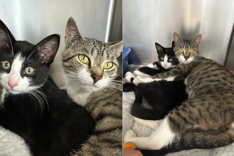 Mom Cat and Her Kitten Arrived at a Shelter Scared but Made It Clear