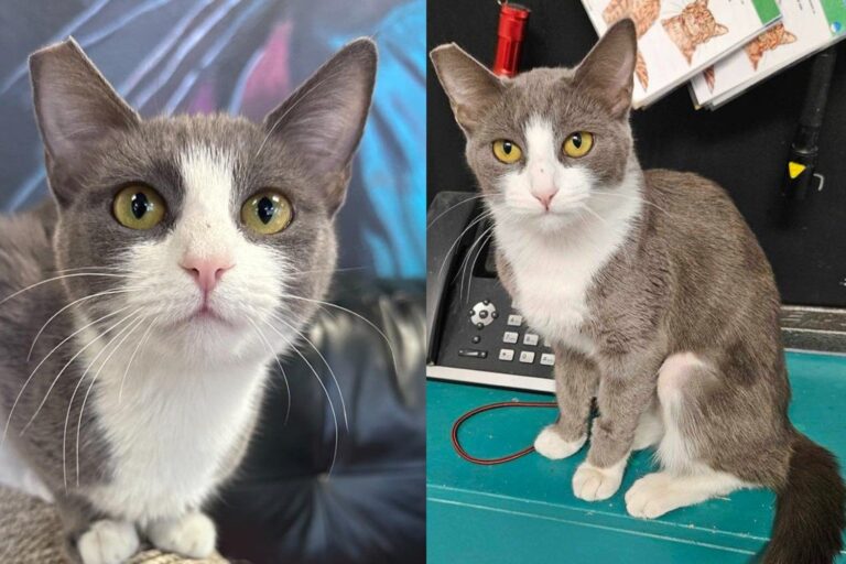 Tiny Cat with a Big Voice Found Her Way to a Rescue and Won’t Stay