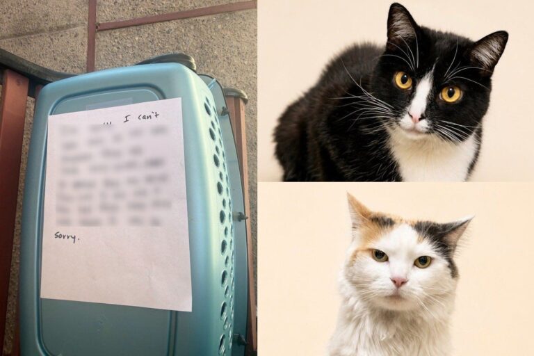 Bonded Cats Abandoned Outside Shelter with Handwritten Note Have