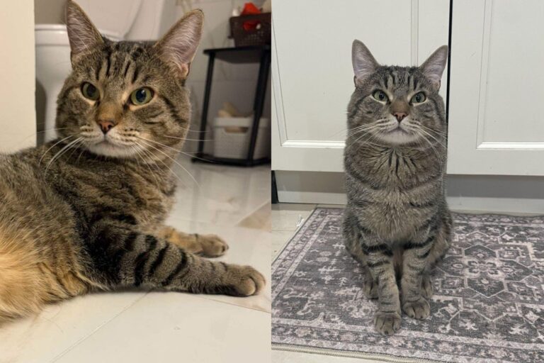 Cat Rescued from Years in a Bird Cage Took Six Months to Learn What