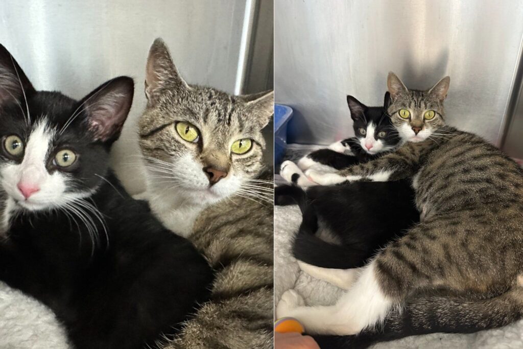 Shelter Planned to Separate This Mom Cat and Her Kitten Until They