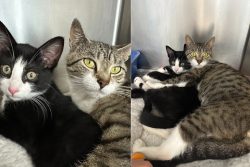 Shelter Planned to Separate This Mom Cat and Her Kitten Until They