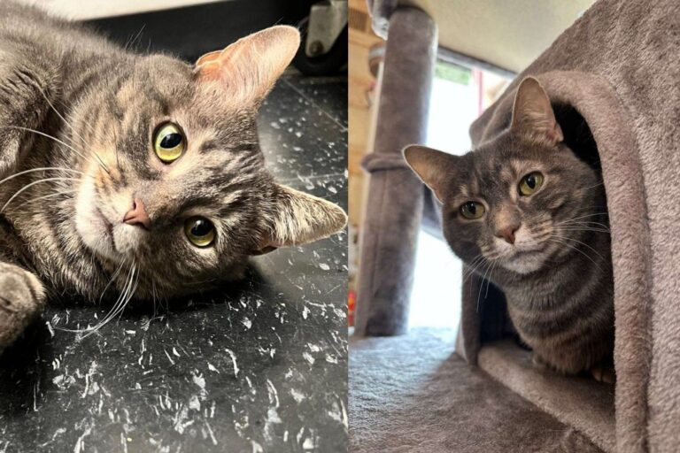 Cat Given One Last Chance Spent Two Years Waiting and Never Stopped