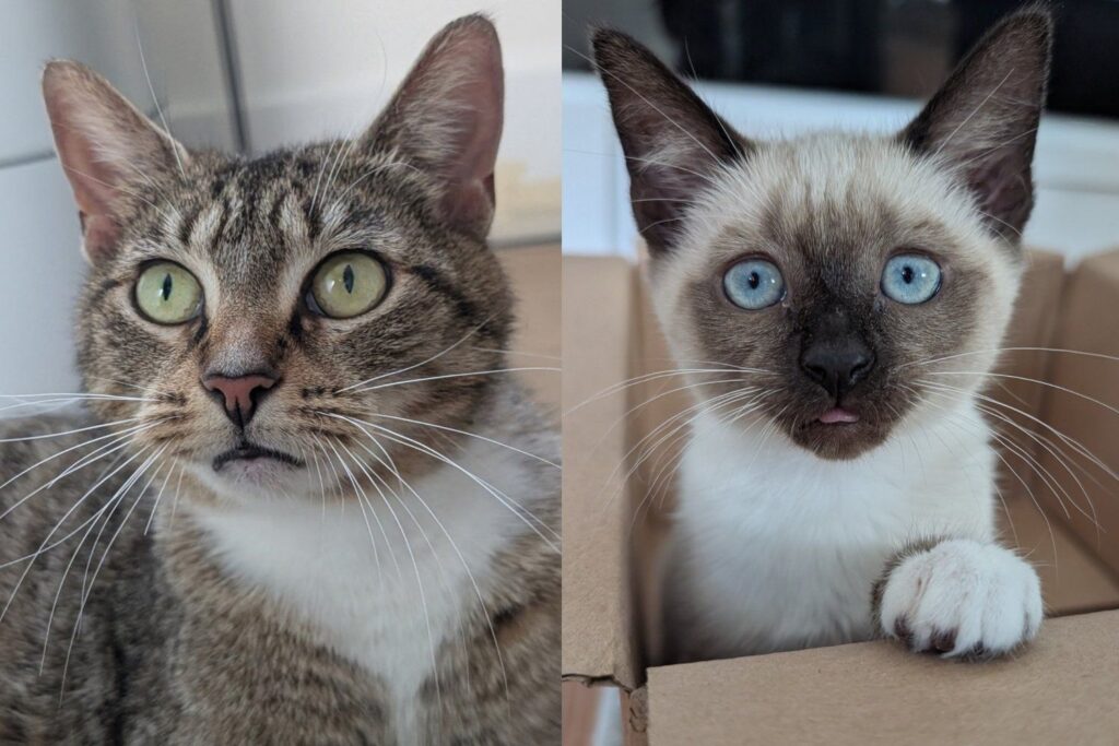 Mama Cat Who Lost All but One of Her Kittens After Rescue Decided She