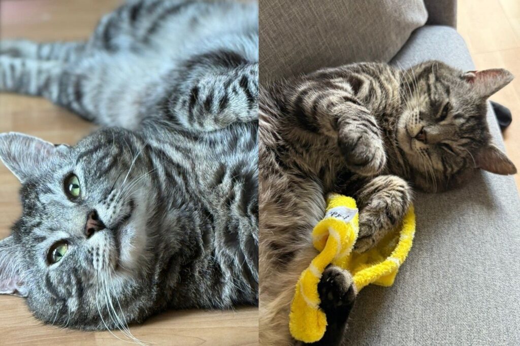 Tabby Cat Left Behind When His Family Moved Away Decides Home Is