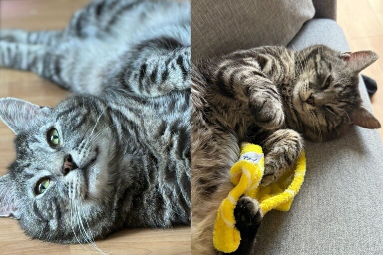 Tabby Cat Left Behind When His Family Moved Away Decides Home Is