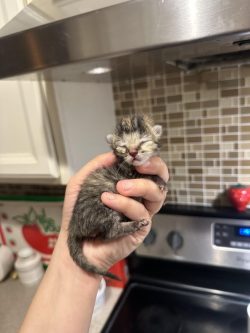 Only took one hand to apprehend this criminal