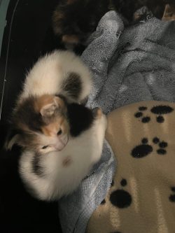Brother is bed