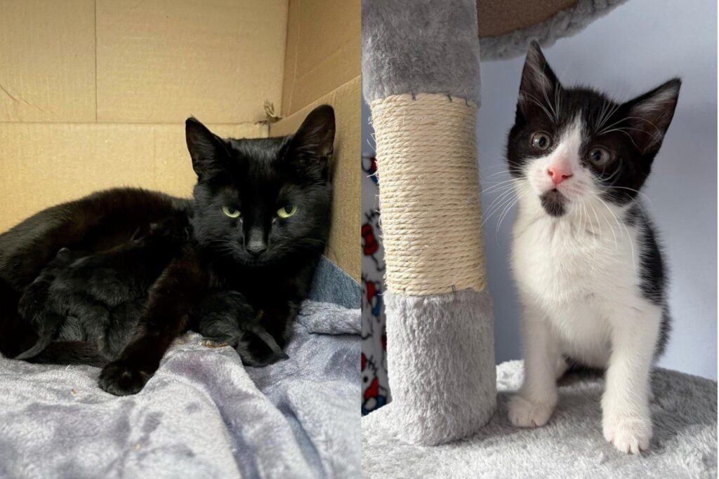 Stray Cat Found Sheltering Outside was Brought to Safety, Days Later