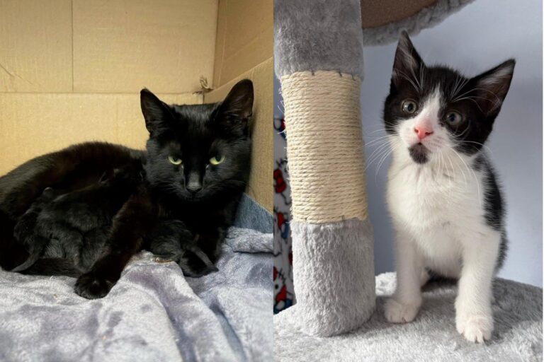 Stray Cat Found Sheltering Outside was Brought to Safety, Days Later
